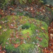 St Columbas Font Stone at Abriachan Nurseries